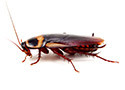 Cock Roaches Victoria Texas