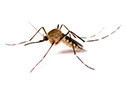 Mosquitoes Victoria Texas