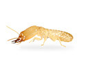 Termites Victoria Texas