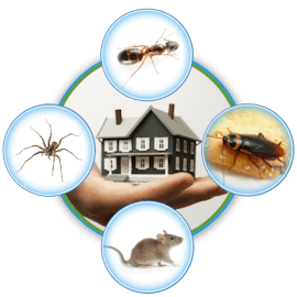 Pest Free Home in Victoria Texas